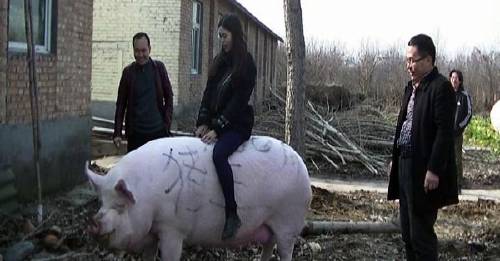 cerdo gigante China