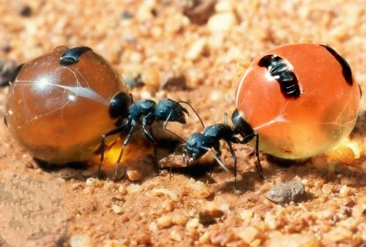 Las asombrosas hormigas que producen miel comestible como las abejas PlayGr...