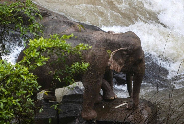 elefantes-casacada-2 elefantes-casacada-2