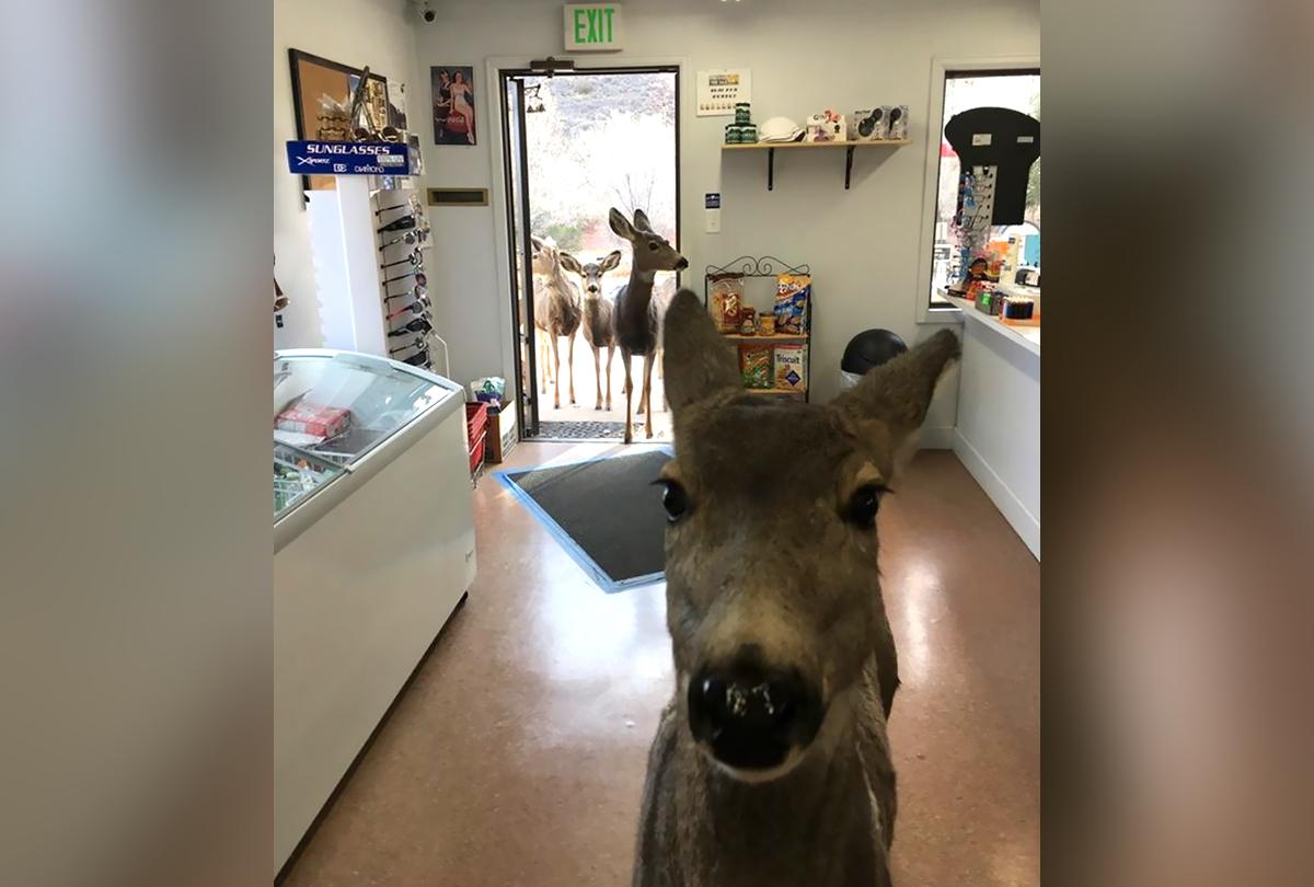 коля накормил олениху устроил постель. оленя видео из окна. львица и беременная олениха. прочитайте вставьте пропущенные буквы озаглавьте текст. мем с оленем и микрофоном.