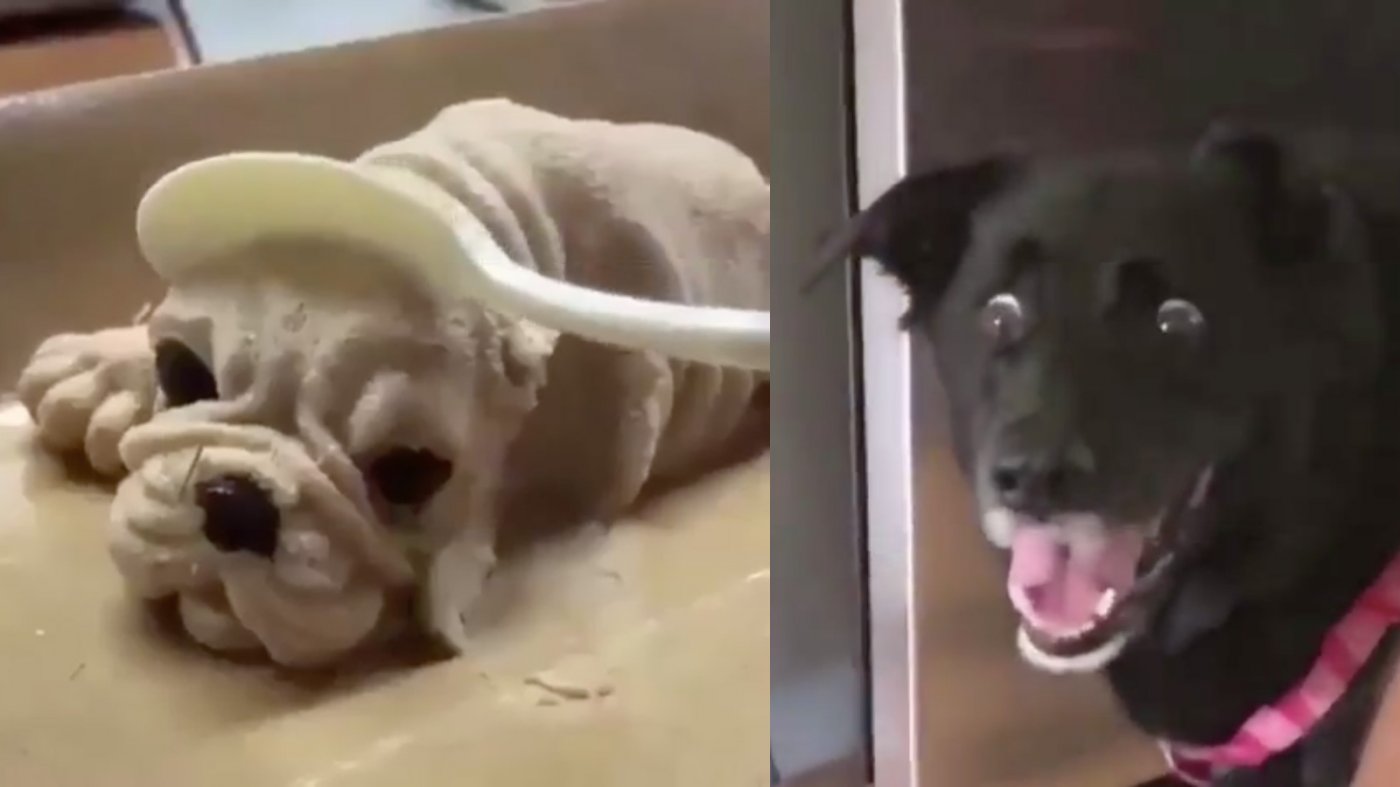 Собака в шоке торт